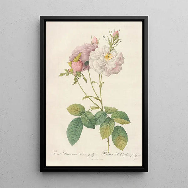 Rosa Damascena Celsiana Prolifera - Pierre Joseph Redouté | Painting — framed artwork on a wall