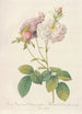 Rosa Damascena Celsiana Prolifera - Pierre Joseph Redouté | Painting — artwork view