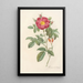 Rosa Damascena Coccinea - Pierre Joseph Redouté | Painting — framed artwork on a wall