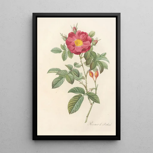 Rosa Damascena Coccinea - Pierre Joseph Redouté | Painting — framed artwork on a wall