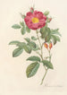 Rosa Damascena Coccinea - Pierre Joseph Redouté | Painting — artwork view