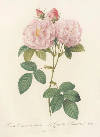 Rosa Damascena Italica - Pierre Joseph Redouté — artwork view