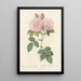Rosa Damascena Italica - Pierre Joseph Redouté — framed artwork on a wall