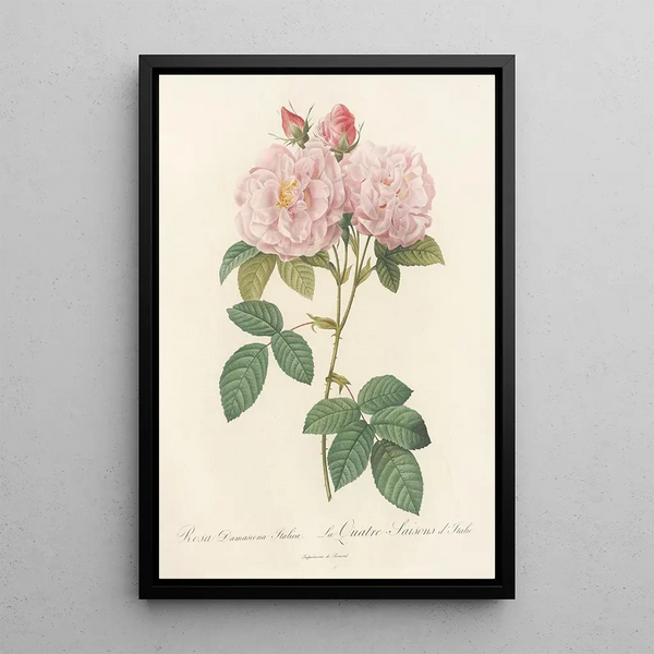 Rosa Damascena Italica - Pierre Joseph Redouté — framed artwork on a wall