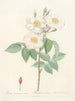 Rose de Damas subalba - Pierre Joseph Redouté — artwork view