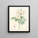 Rose de Damas subalba - Pierre Joseph Redouté — framed artwork on a wall