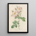 Rosa Damascena Variegata - Pierre Joseph Redouté | Painting — framed artwork on a wall