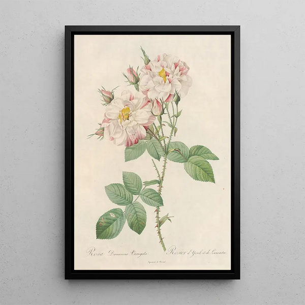 Rosa Damascena Variegata - Pierre Joseph Redouté | Painting — framed artwork on a wall