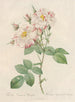 Rosa Damascena Variegata - Pierre Joseph Redouté | Painting — artwork view