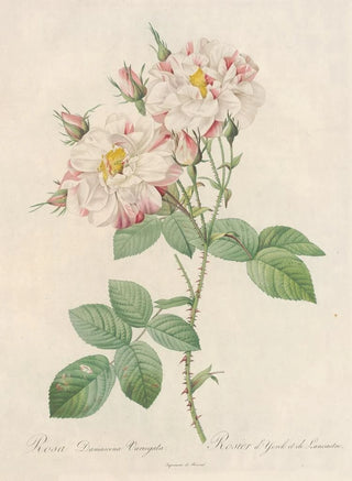 Pierre Joseph Redout - Rosa Damascena Variegata.webp
