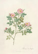 Rosa Dumetorum - Pierre Joseph Redouté — artwork view
