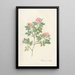 Rosa Dumetorum - Pierre Joseph Redouté — framed artwork on a wall