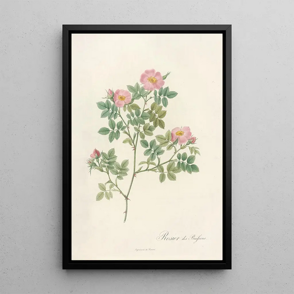 Rosa Dumetorum - Pierre Joseph Redouté — framed artwork on a wall