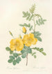 Rosa Eglanteria - Pierre Joseph Redouté — artwork view