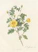 Rosa Eglanteria Luteola - Pierre Joseph Redouté — artwork view