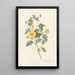 Rosa Eglanteria Luteola - Pierre Joseph Redouté — framed artwork on a wall