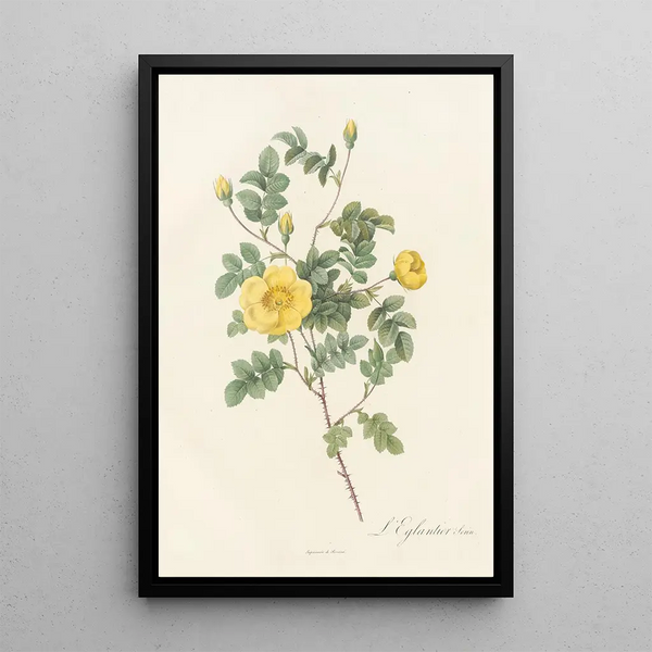 Rosa Eglanteria Luteola - Pierre Joseph Redouté — framed artwork on a wall