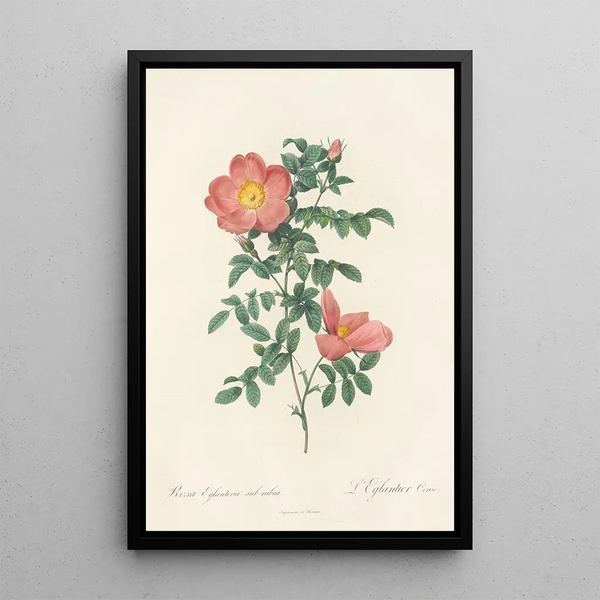 Rosa Eglanteria Sub Rubra - Pierre Joseph Redouté — framed artwork on a wall