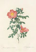 Rosa Eglanteria Sub Rubra - Pierre Joseph Redouté — artwork view