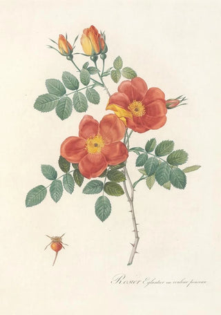 Rosa Eglanteria VarPunicea - Pierre Joseph Redouté — artwork view