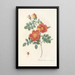 Rosa Eglanteria VarPunicea - Pierre Joseph Redouté — framed artwork on a wall