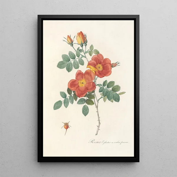 Rosa Eglanteria VarPunicea - Pierre Joseph Redouté — framed artwork on a wall