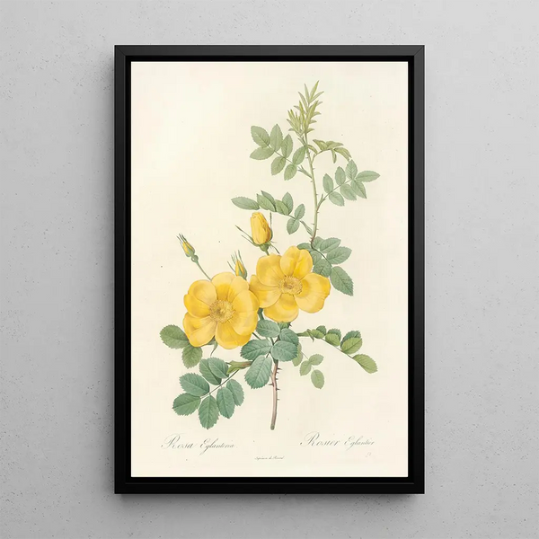 Rosa Eglanteria - Pierre Joseph Redouté — framed artwork on a wall