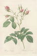 Rosa Evratina - Pierre Joseph Redouté — artwork view