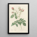 Rosa Evratina - Pierre Joseph Redouté — framed artwork on a wall