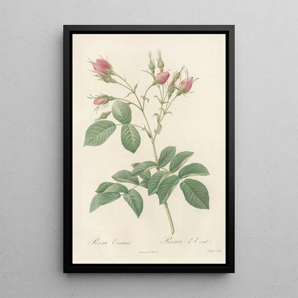 Rosa Evratina - Pierre Joseph Redouté — framed artwork on a wall