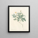 Pink Powder Painting - Pierre Joseph Redouté — framed artwork on a wall