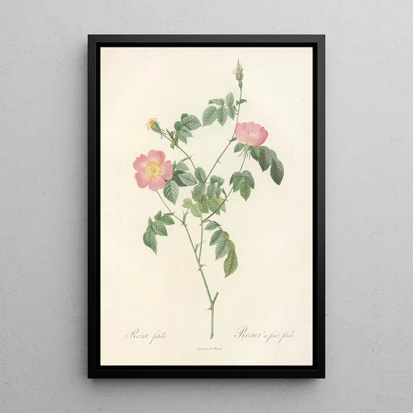 Rosa Foetida - Pierre Joseph Redouté — framed artwork on a wall