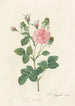 Rosa Gallica Agatha Incarnata - Pierre Joseph Redouté — artwork view