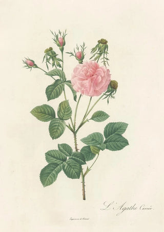 Rosa Gallica Agatha Incarnata - Pierre Joseph Redouté — artwork view