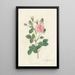 Rosa Gallica Agatha Incarnata - Pierre Joseph Redouté — framed artwork on a wall