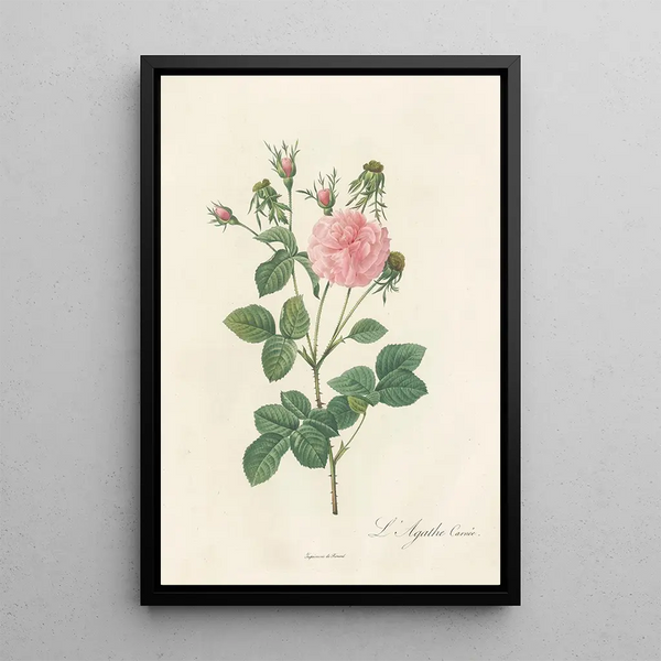 Rosa Gallica Agatha Incarnata - Pierre Joseph Redouté — framed artwork on a wall