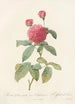 Rosa Gallica Agatha Var Delphiniana - Pierre Joseph Redouté — artwork view
