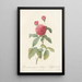 Rosa Gallica Agatha Var Delphiniana - Pierre Joseph Redouté — framed artwork on a wall