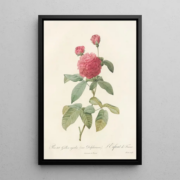 Rosa Gallica Agatha Var Delphiniana - Pierre Joseph Redouté — framed artwork on a wall