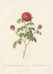 Rosa Gallica Agatha Var Parva Violacea - Pierre Joseph Redouté — artwork view