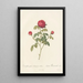 Rosa Gallica Agatha Var Parva Violacea - Pierre Joseph Redouté — framed artwork on a wall