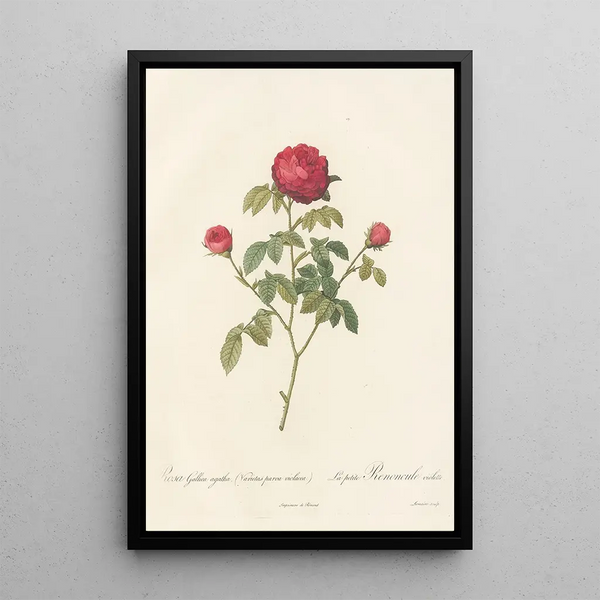 Rosa Gallica Agatha Var Parva Violacea - Pierre Joseph Redouté — framed artwork on a wall