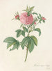 Rosa gallica agatha var prolifera - Pierre Joseph Redouté — artwork view
