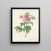 Rosa gallica agatha var prolifera - Pierre Joseph Redouté — framed artwork on a wall