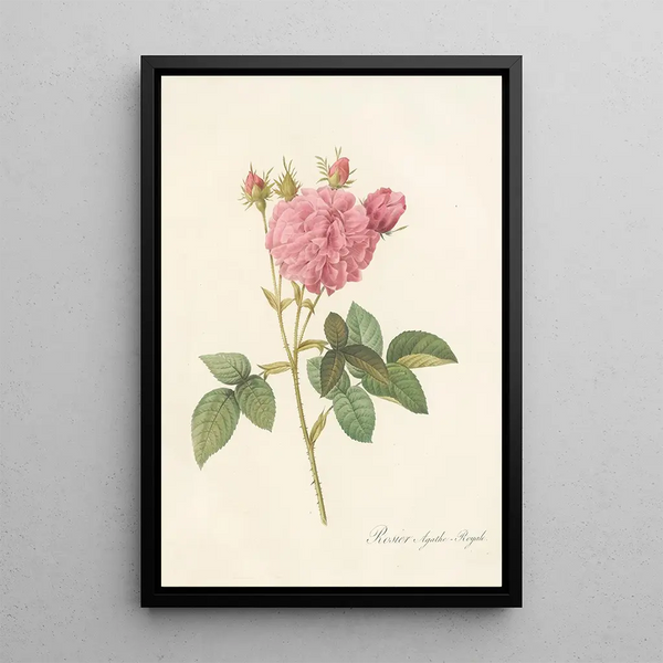 Rosa Gallica Agatha Var Regalis - Pierre Joseph Redouté — framed artwork on a wall