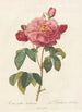 Rosa Gallica Aurelianensis - Pierre Joseph Redouté — artwork view