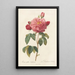 Rosa Gallica Aurelianensis - Pierre Joseph Redouté — framed artwork on a wall
