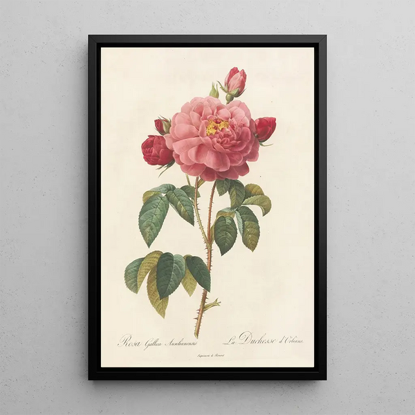 Rosa Gallica Aurelianensis - Pierre Joseph Redouté — framed artwork on a wall