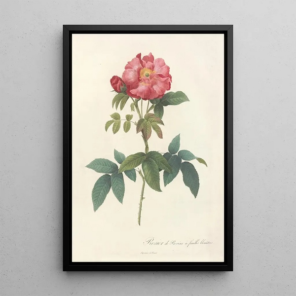 Rosa Gallica Caerulea - Pierre Joseph Redouté — framed artwork on a wall