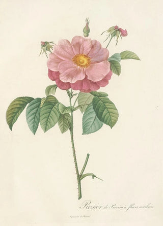 Pierre Joseph Redout - Rosa Gallica Flore Marmoreo.webp